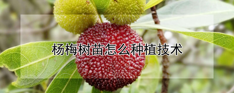 杨梅树苗怎么种植技术