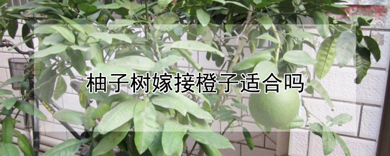 柚子树嫁接橙子适合吗