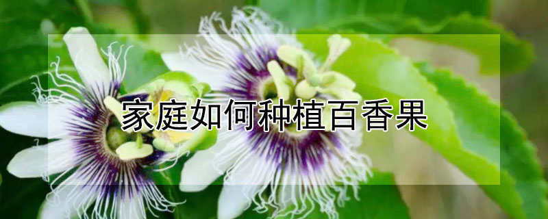 家庭如何种植百香果"