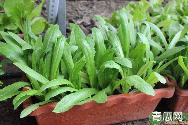 油麦菜家庭阳台种植方法"