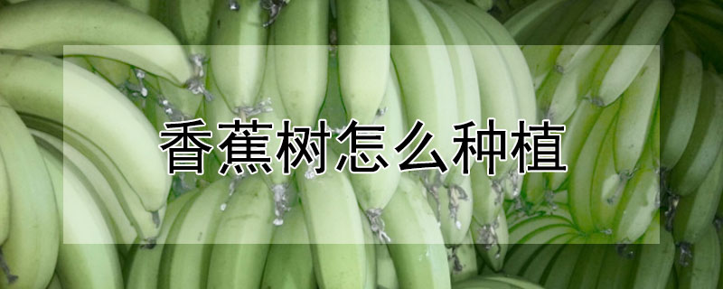 香蕉树怎么种植