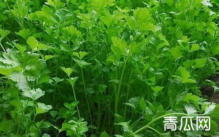 香菜间苗原因是什么？最佳间苗时间介绍"