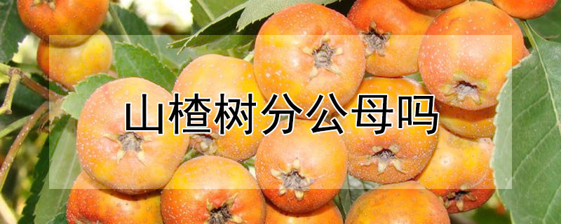 山楂树分公母吗"