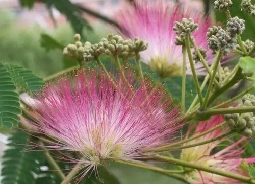 幼儿园室外适合种植什么植物"