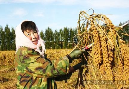 谷子栽培技术要点"