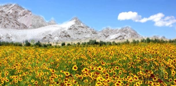 天山雪菊