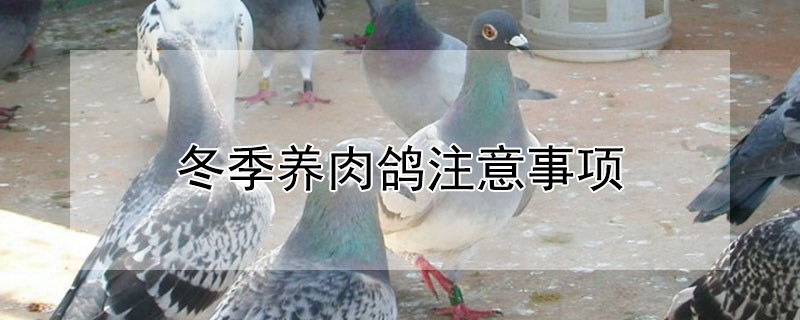 冬季养肉鸽注意事项