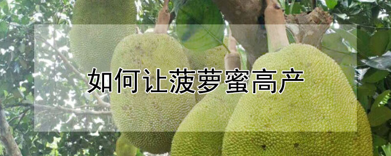 如何让菠萝蜜高产"