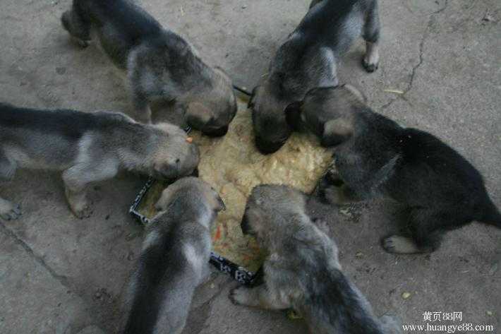 肉狗饲料的配方