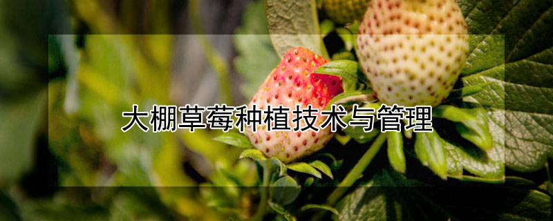 大棚草莓种植技术与管理"