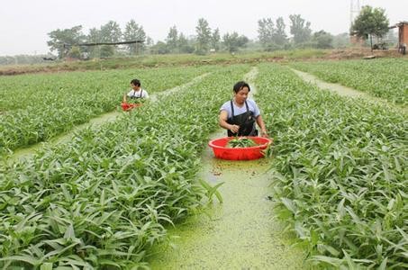 水上蔬菜栽培技术"