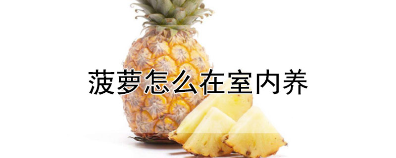 菠萝怎么在室内养"