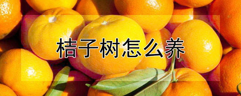 桔子树怎么养"