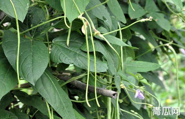 豆角种植有前景吗？豆角怎么种植"