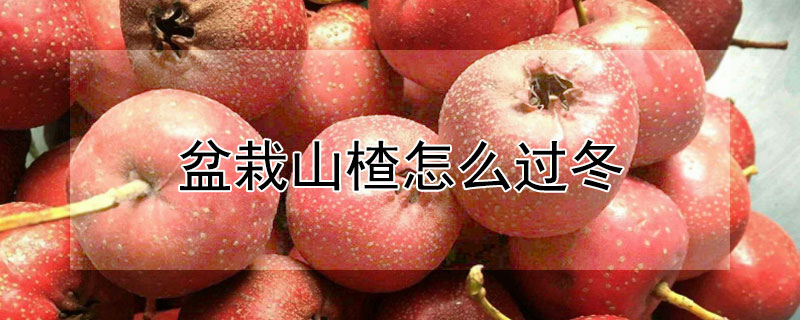 盆栽山楂怎么过冬