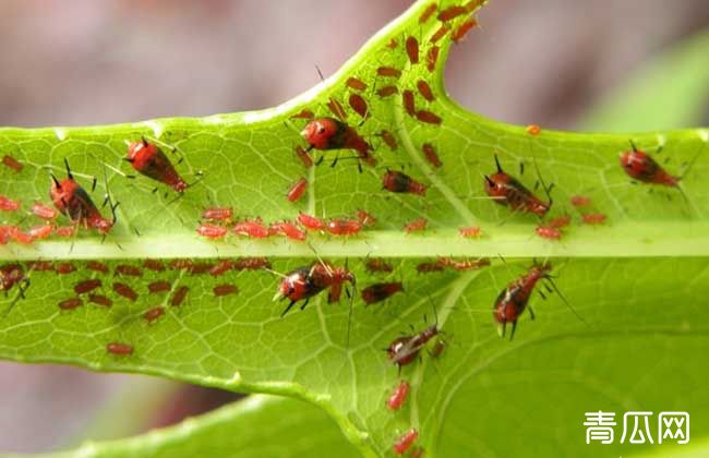 蚜虫生物防治