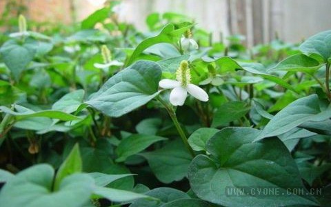 鱼腥草种植技术"