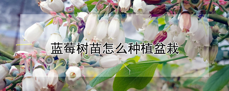 蓝莓树苗怎么种植盆栽"