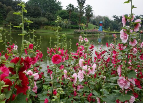 六月份适合种植什么植物"