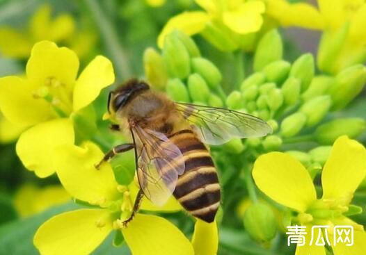 蜜蜂如何养才能繁殖得更好？蜜蜂蜂王养殖"