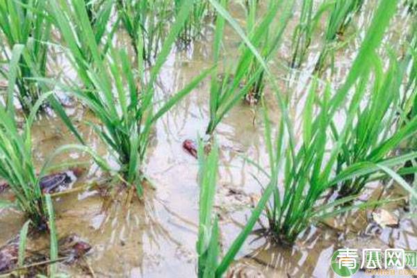 6月虾稻田水位、水质、水草管理要点"