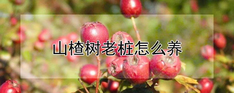 山楂树老桩怎么养"