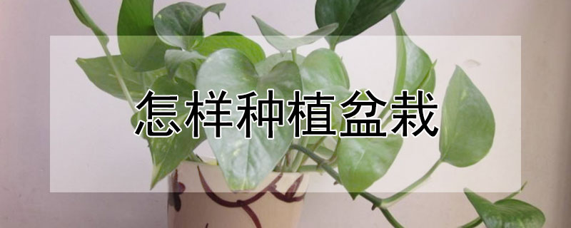 怎样种植盆栽"