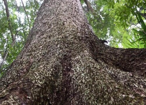 金丝楠木北方可以种植吗 适合哪里种植