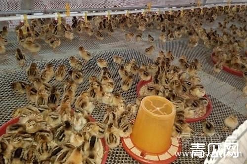 雏鸡出壳后多久开食？养鸡注意事项"