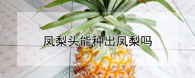 凤梨头能种出凤梨吗"