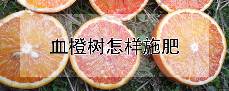 血橙树怎样施肥