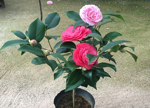 夏季茶花如何进行防虫