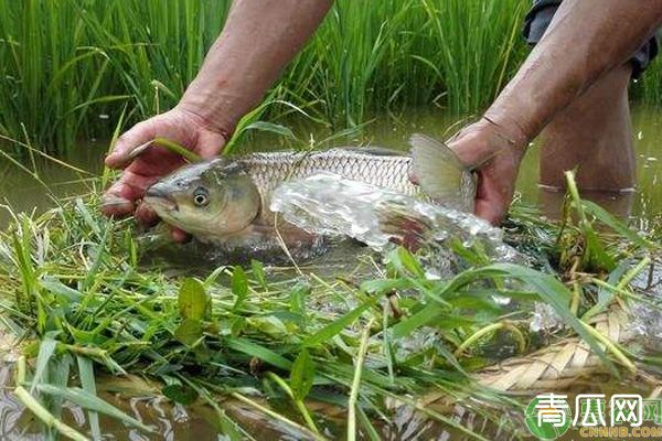 渔稻综合种养技术要点