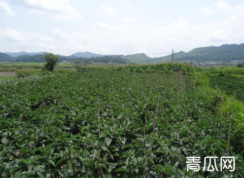 农村山区适合种植哪些中药材？有钱景的药材介绍"