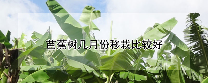 芭蕉树几月份移栽比较好"