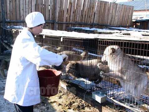 狐狸配种期的饲养管理"