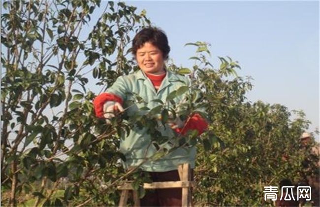 桂花树修剪时间和技巧方法"