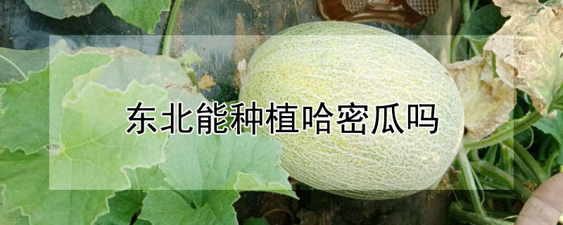 东北能种植哈密瓜吗"