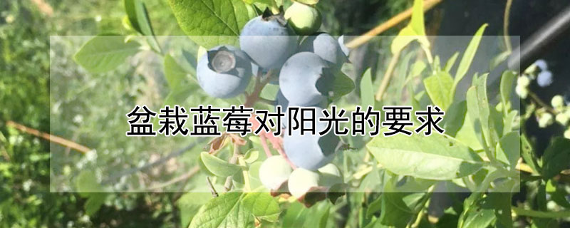 盆栽蓝莓对阳光的要求"