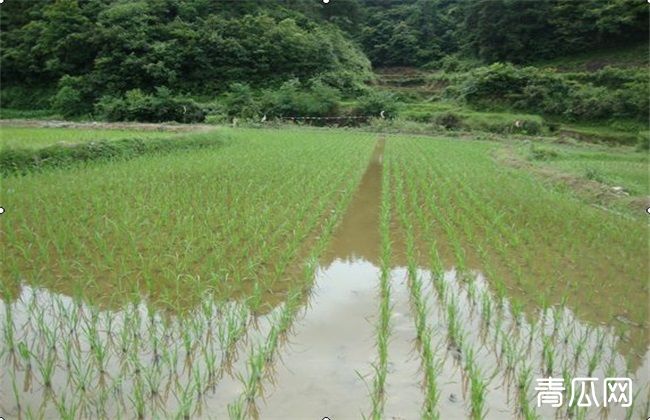 稻田养殖鲫鱼技术