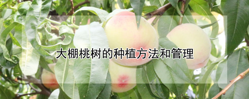 大棚桃树的种植方法和管理"