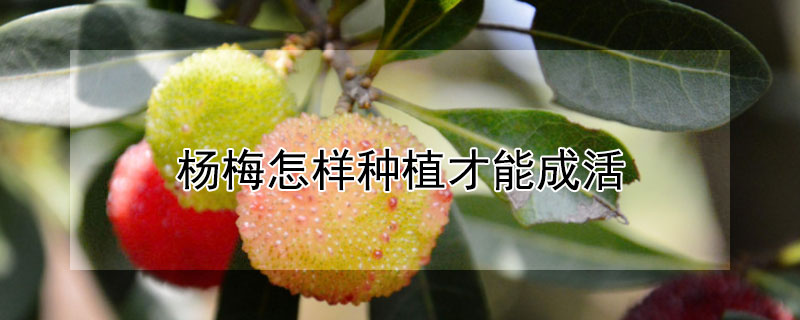 杨梅怎样种植才能成活"