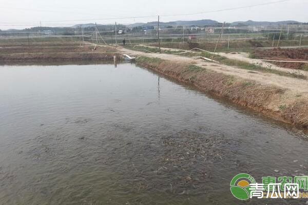 池塘养殖泥鳅需要什么样的水质？水质出现老化该如何解决？