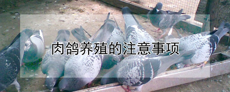 肉鸽养殖的注意事项"