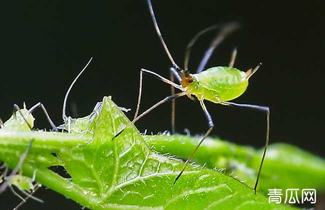 蚜虫的生物防治方法"