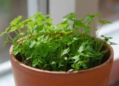 茴香种子催芽方法 在家种茴香有需要催芽