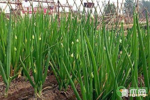 大葱的种植技术及管理要点"