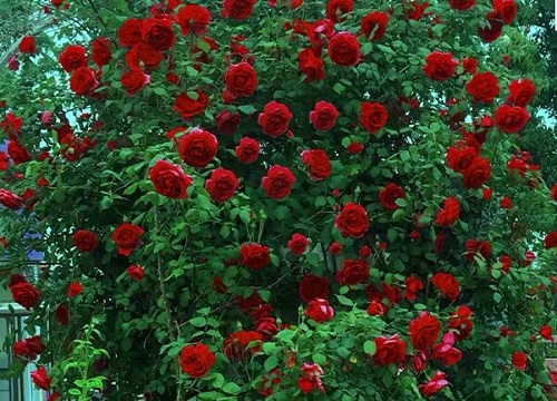 月季花喂什么肥花朵花苞长满了枝头"