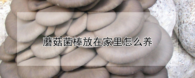 蘑菇菌棒放在家里怎么养"