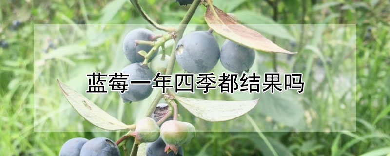 蓝莓一年四季都结果吗"